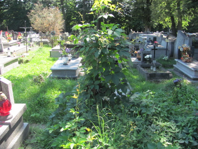  Czajka Tarnów - Grobonet - Wyszukiwarka osób pochowanych